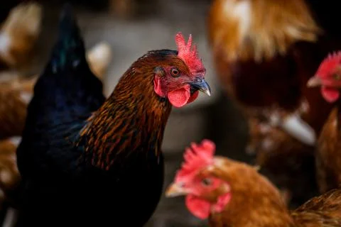 Portrait of Formidable brightly colored Hen. Free Range domestic bird and other Stock Photos