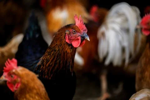 Portrait of Formidable brightly colored Hen. Free Range domestic bird and other Stock Photos