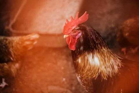 Portrait of Formidable brightly colored Rooster. Free Range Cock and Hens on Stock Photos