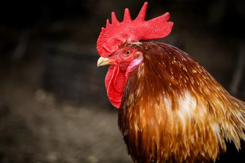 Portrait of Formidable brightly colored Rooster. Free Range Cock and Hens on Stock Photos