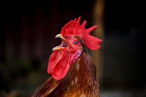 Portrait of Formidable brightly colored Rooster. Free Range Cock loudly crow in Stock Photos