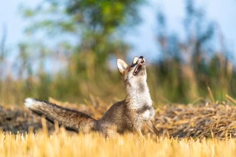 Portrait of a fox looking up into the sky Stock Photos