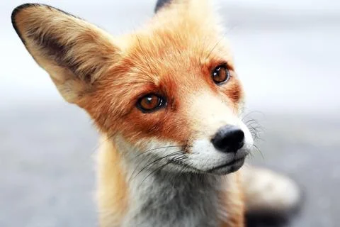 Portrait Of A Fox Stock Photos
