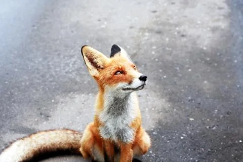 Portrait Of A Fox Stock Photos