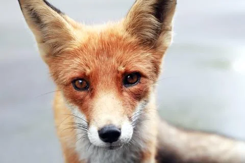Portrait Of A Fox Stock Photos