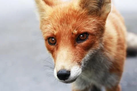 Portrait Of A Fox Stock Photos