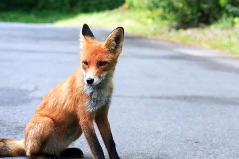 Portrait Of A Fox Stock Photos