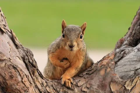 Portrait of fox squirrel, Sciurus niger, sitting on branch isolated on green Stock Photos