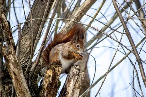 Portrait of fox squirrel (Sciurus niger) sitting on branch Stock Photos