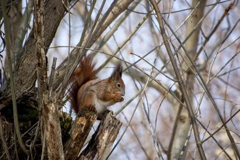 Portrait of fox squirrel (Sciurus niger) sitting on branch Stock Photos