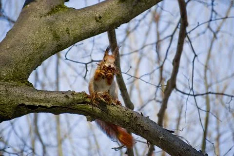 Portrait of fox squirrel (Sciurus niger) sitting on branch Stock Photos