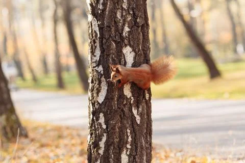 Portrait of fox squirrel Sciurus niger sitting on branch isolated on green. Stock Photos