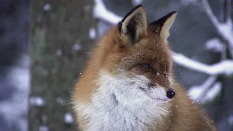 Portrait of a fox in winter. The fox looks around. Stock Footage 178027702