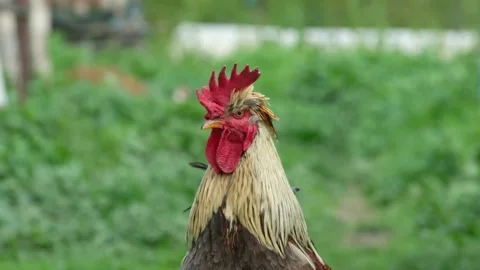 Portrait of Free Range Rooster in high green grass Stock Footage 169051011