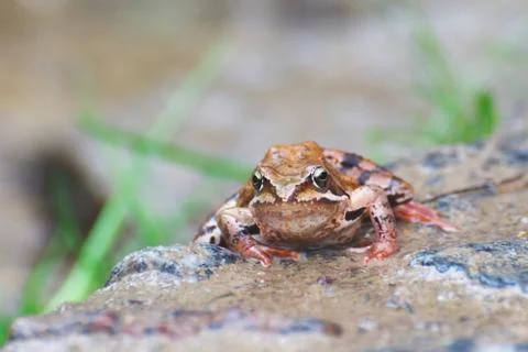 Portrait of a frog. close up Stock Photos