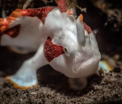 Portrait of a frog fish Stock Photos