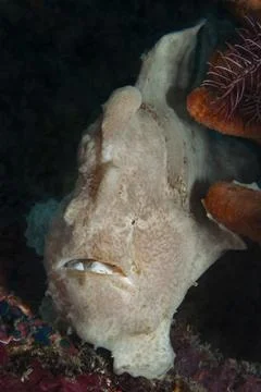 Portrait of a frogfish Stock Photos