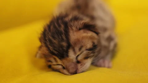 Portrait front face that has not yet opened his eyes. Newborn, fluffy, natural Vídeo Stock 316546224