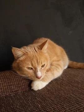 Portrait of a funny beautiful red cat Stock Photos