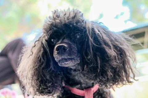 Portrait of Funny black dog on blurred background. Stock Photos
