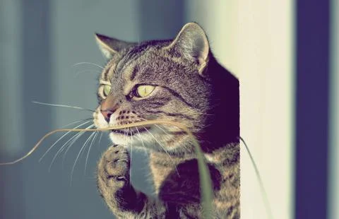 Portrait funny cat Stock Photos