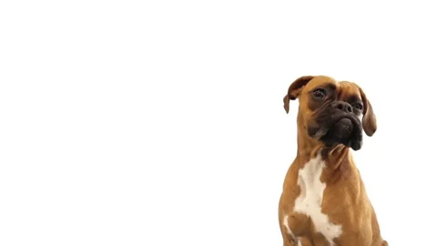 Portrait of a funny dog on  a white background Stock Footage