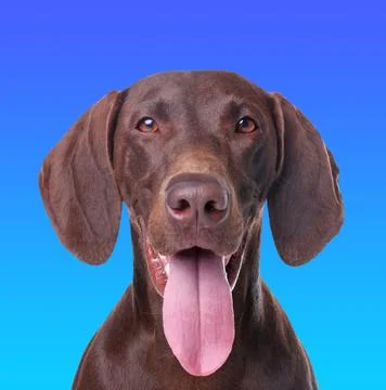 Portrait of funny German Shorthaired Pointer dog on blue gradient background Stock Photos