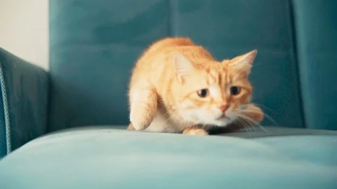 Portrait of a funny ginger cat. Stock Footage 127952914