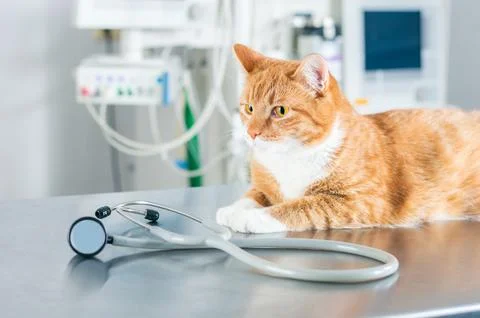 Portrait of a funny ginger cat on the table in the operating room. Veterina.. Stock Photos