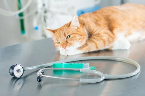 Portrait of a funny ginger cat on the table in the operating room. Veterina.. Stock Photos