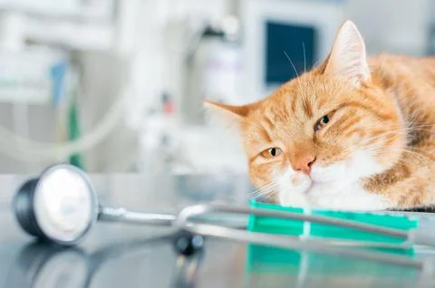 Portrait of a funny ginger cat on the table in the operating room. Veterina.. Stock Photos