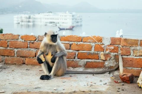 Portrait of a funny hungry macaque with a bite of banana in his hand. Stock Photos