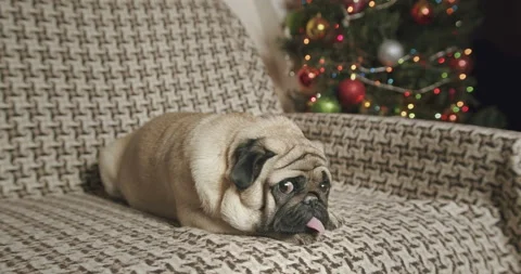 Portrait of funny lazy pug dog lying at the sofa at Christmas time Stock Footage