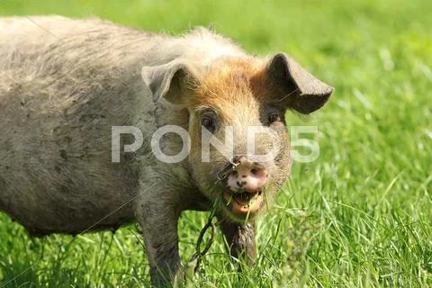 Portrait of a funny pig grazing near the farm Stock Photos
