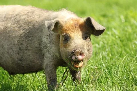 Portrait of a funny pig grazing near the farm Stock Photos