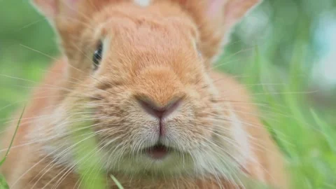 Portrait of a funny red rabbit on a green young juicy grass in the spring season Stock Footage 199400638