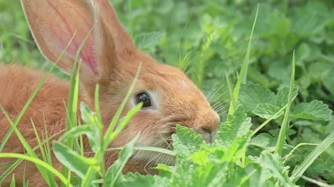 Portrait of a funny red rabbit on a green young juicy grass in the spring season Stock Footage 199401038