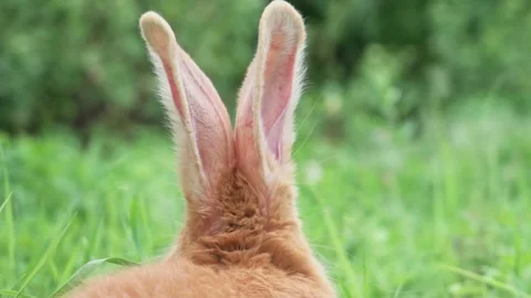 Portrait of a funny red rabbit on a green young juicy grass in the spring season Stock Footage 199401575