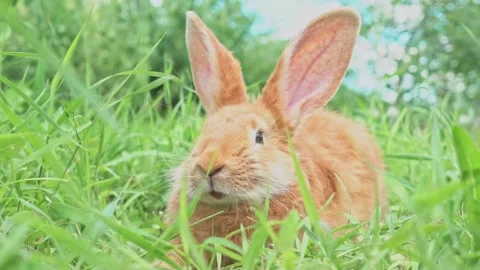 Portrait of a funny red rabbit on a green young juicy grass in the spring season Video stock 199401948
