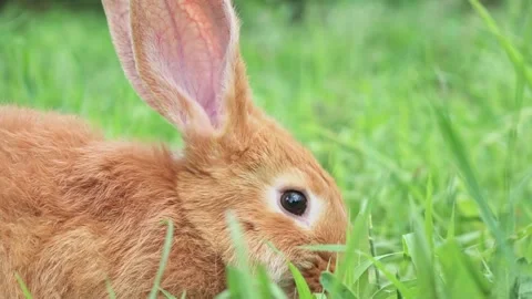 Portrait of a funny red rabbit on a green young juicy grass in the spring season Video stock 199402483