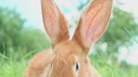 Portrait of a funny red rabbit on a green natural background in the garden with Video stock 199496497