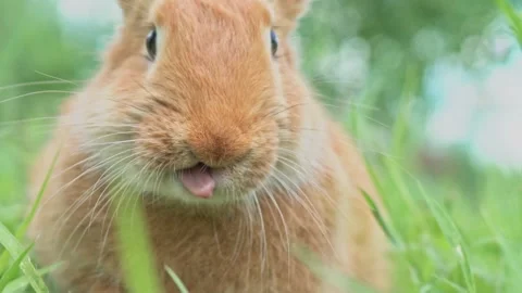 Portrait of a funny red rabbit on a green young juicy grass in the spring season Stock Footage 199497152