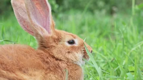 Portrait of a funny red rabbit on a green young juicy grass in the spring season Stock Footage 199498047