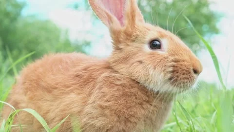 Portrait of a funny red rabbit on a green young juicy grass in the spring season Stock Footage 199498099
