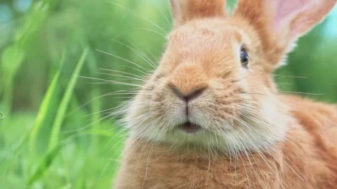 Portrait of a funny red rabbit on a green natural background in the garden with Stock Footage 199498408