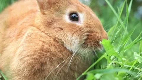 Portrait of a funny red rabbit on a green young juicy grass in the spring season Stock Footage 199498571