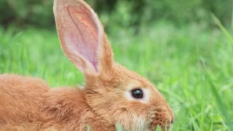 Portrait of a funny red rabbit on a green young juicy grass in the spring season Stock Footage 200707628