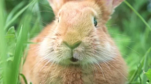 Portrait of a funny red rabbit on a green natural background in the garden with Stock Footage 201153463