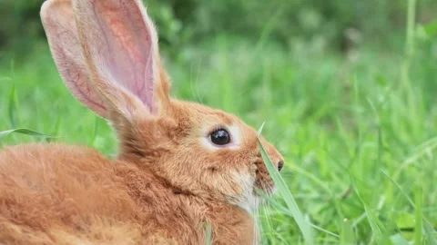 Portrait of a funny red rabbit on a green young juicy grass in the spring season Stock Footage 201153529