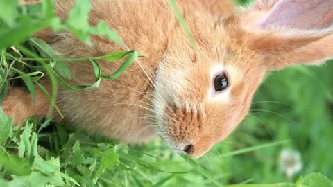 Portrait funny red rabbit on a green young juicy grass in the spring season in Stock Footage 201153855